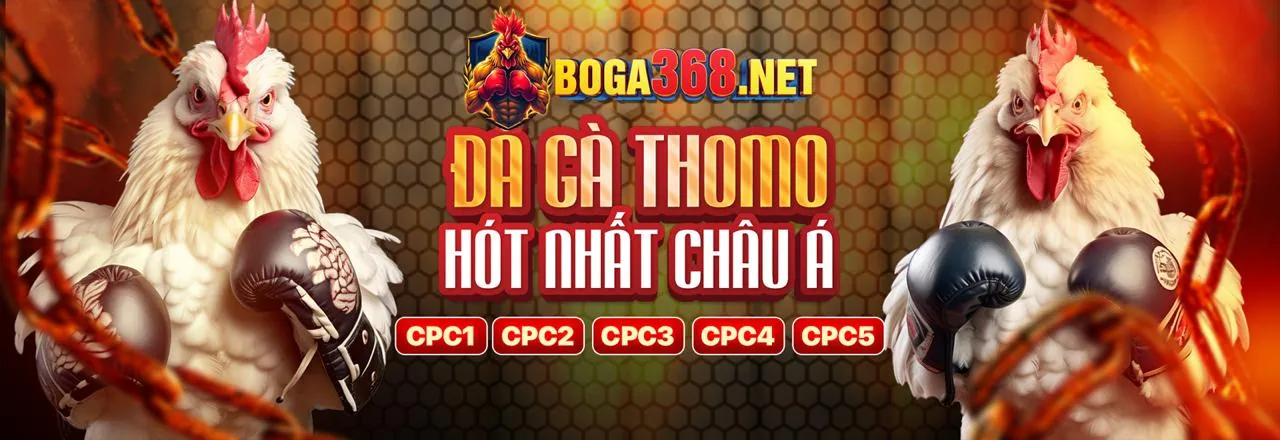 Đá Gà Trực Tuyến 5679study
